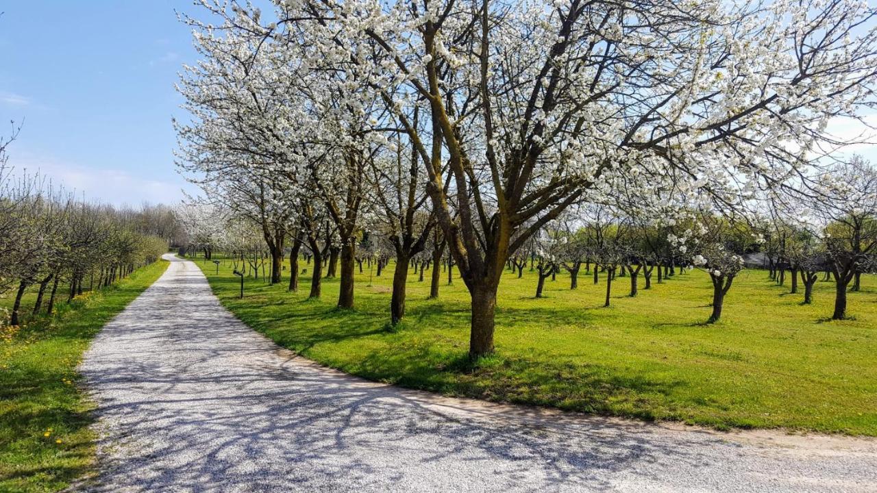 Agriturismo Borgo Borromeo Rubano Dış mekan fotoğraf